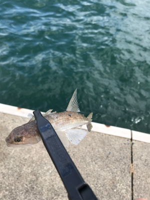 アオリイカを求めて⑧