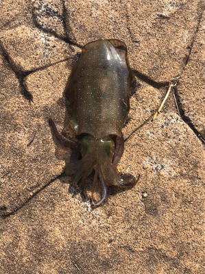 寒いのち暑い。