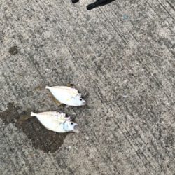 家族でアジングとサビキ