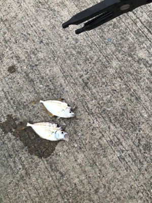 家族でアジングとサビキ