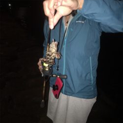 癒しのアジング♪GUNNING-STYLE