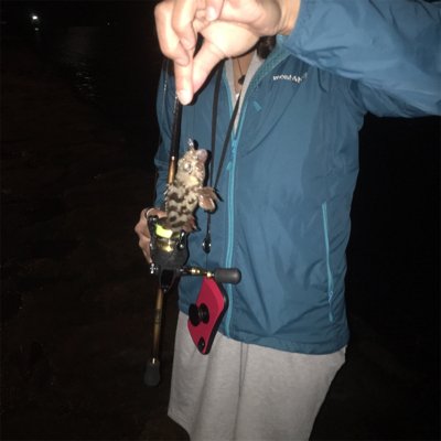 癒しのアジング♪GUNNING-STYLE