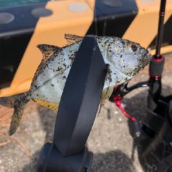 アジング初の遠征 2