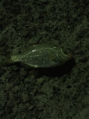 ビックリしたー!