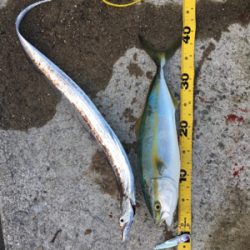 タチウオアンドハマチ