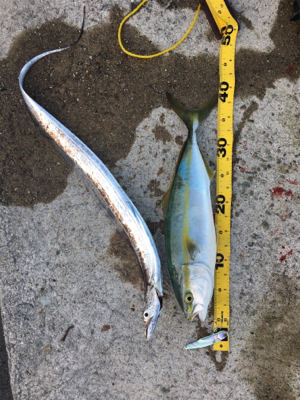 タチウオアンドハマチ