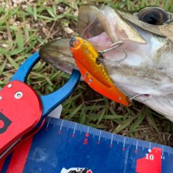 東郷池シーバス