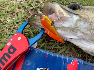 東郷池シーバス