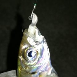 ナイトアジング