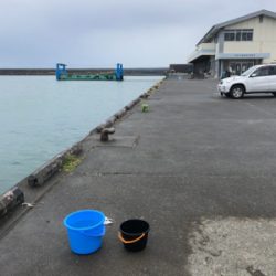 吉田港はサッパとジンダとダツしかいない⁈