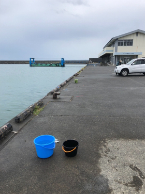 吉田港はサッパとジンダとダツしかいない⁈