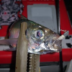 アジング練習 34