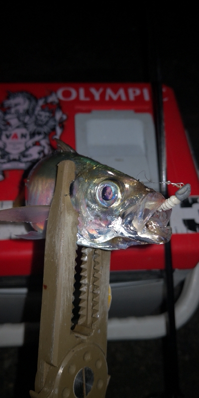 アジング練習 34