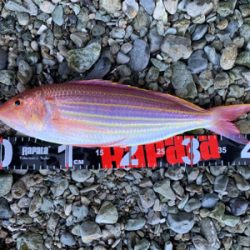 オオモンハタ狙いで