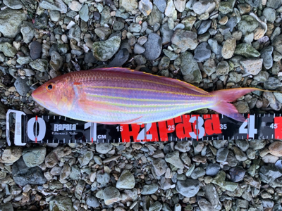 オオモンハタ狙いで