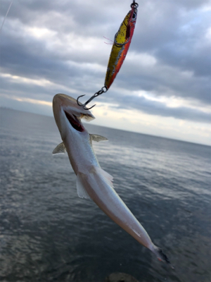 フォール中にドスン………