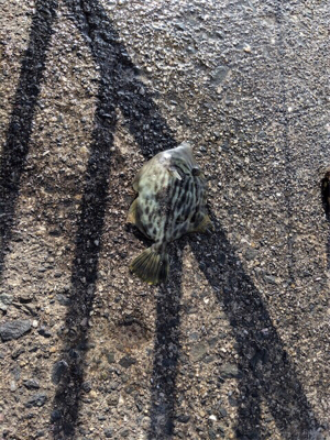 旬間近のかわはぎ釣り