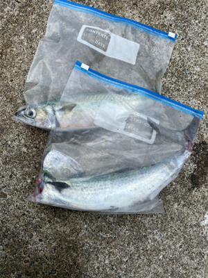 《久々にミニ波止へ》