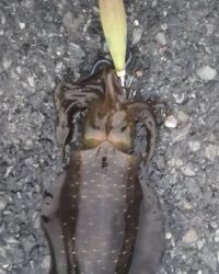 いつものところで