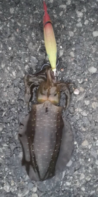 いつものところで