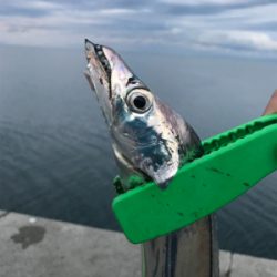 やっと今年初の！