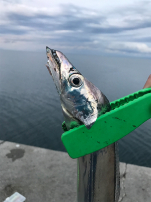 やっと今年初の！