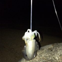 まずめエギング