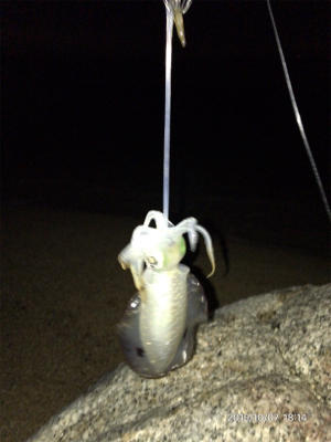 まずめエギング