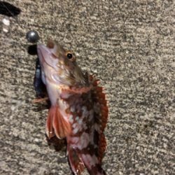 シーバス狙いの夜釣りのはずが、、