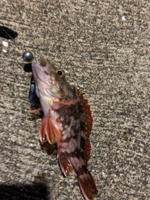 シーバス狙いの夜釣りのはずが、、