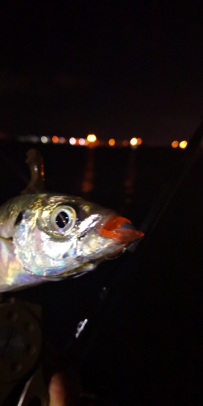 アジング練習 35五匹