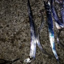 タチウオ好調♪