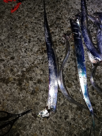 タチウオ好調♪