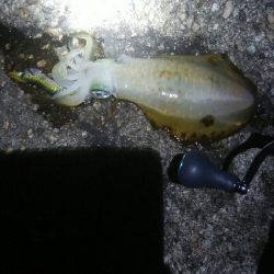 アオリイカ5杯！！