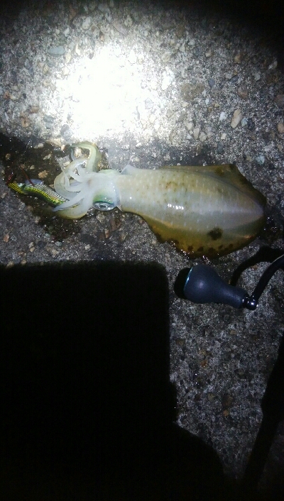 アオリイカ5杯！！