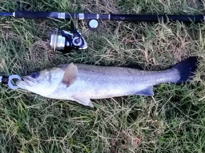 LSJigginger0525〜0610 アジンガー1800〜1935