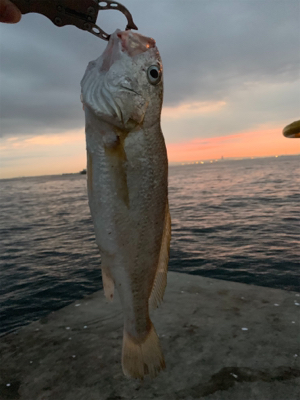 ミニ波止で五目釣り達成