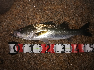 シーバスつ抜け