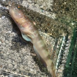 のませにハマってしまった…