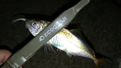 ナイトアジング