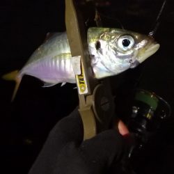 アジング練習 36