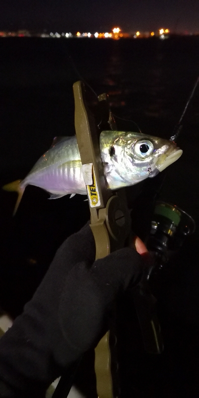 アジング練習 36