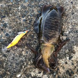 久しぶりの良型