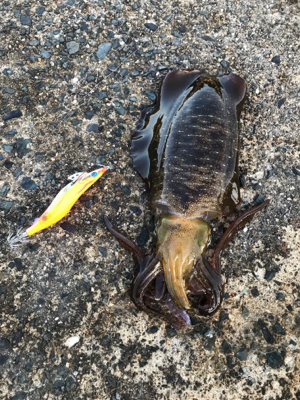 久しぶりの良型