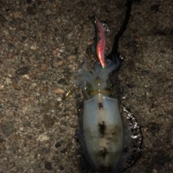 1時間半でアオリ5杯