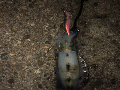 1時間半でアオリ5杯