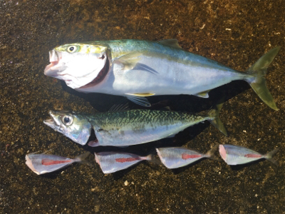 いまいち伸びない