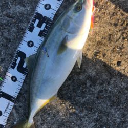 台風前の荒食い狙って…リベンジ編