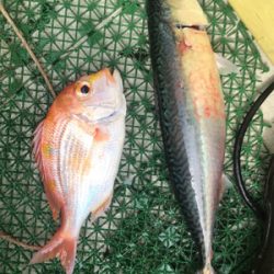 知り合いの船でアマダイ狙い！