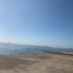 ハマチと遊ぶ。